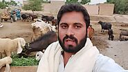 Wish happy birthday video song with my cows by Abishekb1 | Fiverr