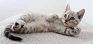 What Is The Best Insurance For Cat?