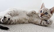 What Is The Best Insurance For Cat? - lifeinsurancefeedback