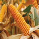 Production, Storage And Distribution Of Corn