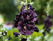 6 awesome black flowers that will add interest to your garden