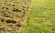 Gardeners share how to get rid of lawn moss: ‘Best’ tip to use - leads to a ‘greener’ lawn | Express.co.uk