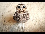 2015 Compilation - Funny, cute and adorable baby owl omg lol