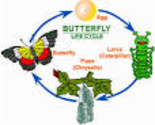 Butterfly_Life_Cycle