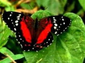 Butterfly Life Cycle Video for Kids -Science for Kids by makemegenius.com