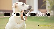 Dog care product's Reviews and rating