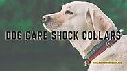 Use Of Dog Care Shock Collar Levels | By pawsomedogcare | Tealfeed