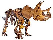 Dinosaur - Wikipedia, the free encyclopedia