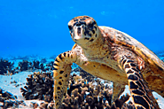 Where to see Turtles in Fiji - GoFiji