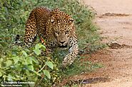 Spot leopards in Sri Lanka's National Parks