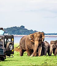Embark on an Elephant Safari