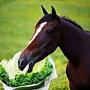 Can Horses Eat Lettuce? - Bellas Diet
