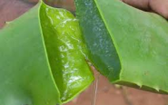 Aloe Vera Benefits | Healing from Allergies, Asthma, Autism and Other Disorders