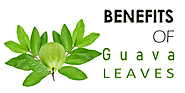 Health Benefits of Guava Leaves - NEWSPAPERHUNT