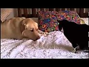 Dogs Annoying Cats with their Over the Top Friendship