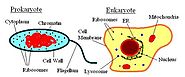 Learn Prokaryotes And Eukaryotes From Online Biology Tutor