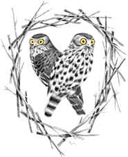Barking Owl | Music, Sound Design, Mixing in LA & NY