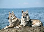Czechoslovakian Wolf Dog