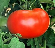 50 Big Boy Hybrid Tomato Seeds - My Secret Gardens