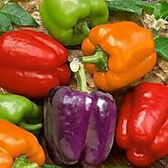 Organic Rainbow Mix Pepper 150 Seeds #98182 Item Upc#650348692605 Each color has its own distinctive flavor