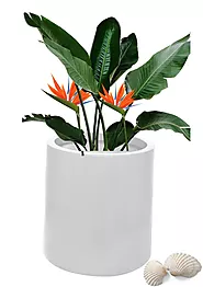 Buy fibre planters online in india- Green Carpet