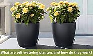 Self watering planters- Green Carpet