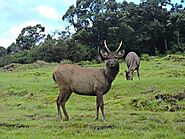 Horton Plains