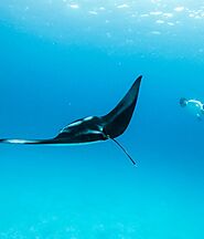 Snorkelling with Mantas