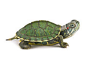 turtles are very fun and pretty fast so keep a close eye