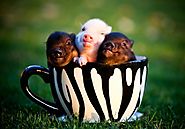 lots of people play with tea cup pigs they are small and cute