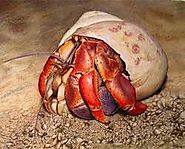 hermit crab kinda like to play but usually stay in shell and sleep some times eat