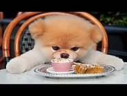 10 Cutest Puppy Videos #2