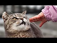 Cats just don't like petting and kisses - Funny and cute cat compilation