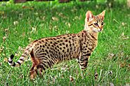 Savannah Cat: Breed Profile, Characteristics & Care