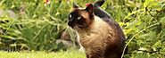 Siamese Cat Breed - Facts and Personality Traits | Hill's Pet