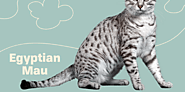 Egyptian Mau Cat Breed Information & Characteristics | Daily Paws