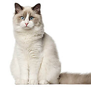 Ragdoll Cat Breed Information | Purina