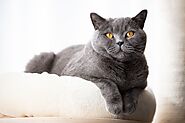 British Shorthair: Breed Profile, Characteristics & Care