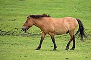 The Science and Benefits of Horse Swimming