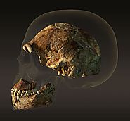 Homo naledi - odkryto nieznany dotąd gatunek człowieka - Crazy Nauka