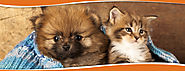 Puppy & Kitten Care Henderson, Cat & Dog Care Hallsville, Tatum | Longview Animal Hospital