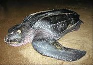 Leatherback sea turtle