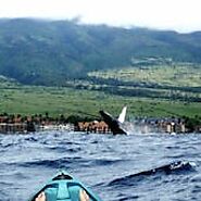 Whale Watching Excursions in Maui | Maui Adventure Tours