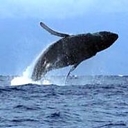 Incredible Whale Watching and Snorkeling in Maui | Maui Adventure Tours