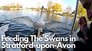 Feeding The Swans in Stratford upon Avon