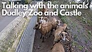 Talking with the animals | Dudley Zoo and Castle