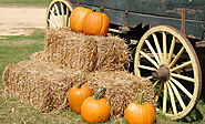 Fun Fall Activities For Seniors And Caregivers - MD Home Health
