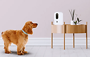 Stay Connected Anywhere: Explore the 7 Finest Pet Cameras of 2024!