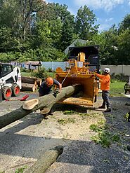Professional Tree Removal and Stump Grinding Services in Pennsylvania