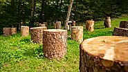 Remove Stumps Safely and Efficiently with Pennsylvania's Top Stump Grinding Services